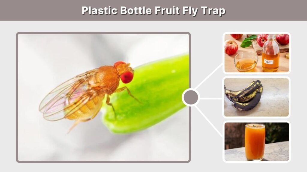 Plastic Bottle Fruit Fly Trap
