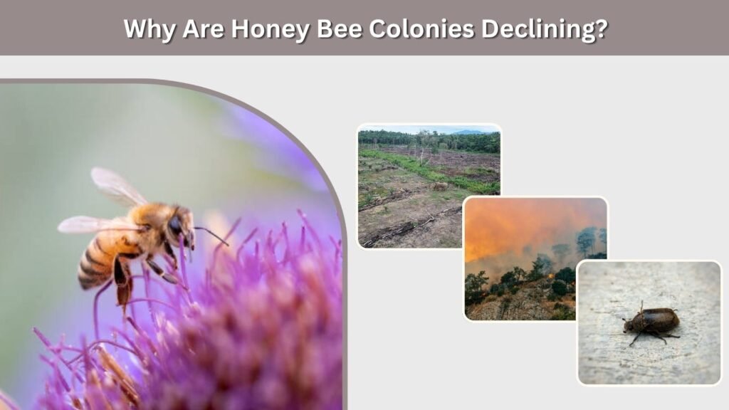 Why Are Honey Bee Colonies Declining?