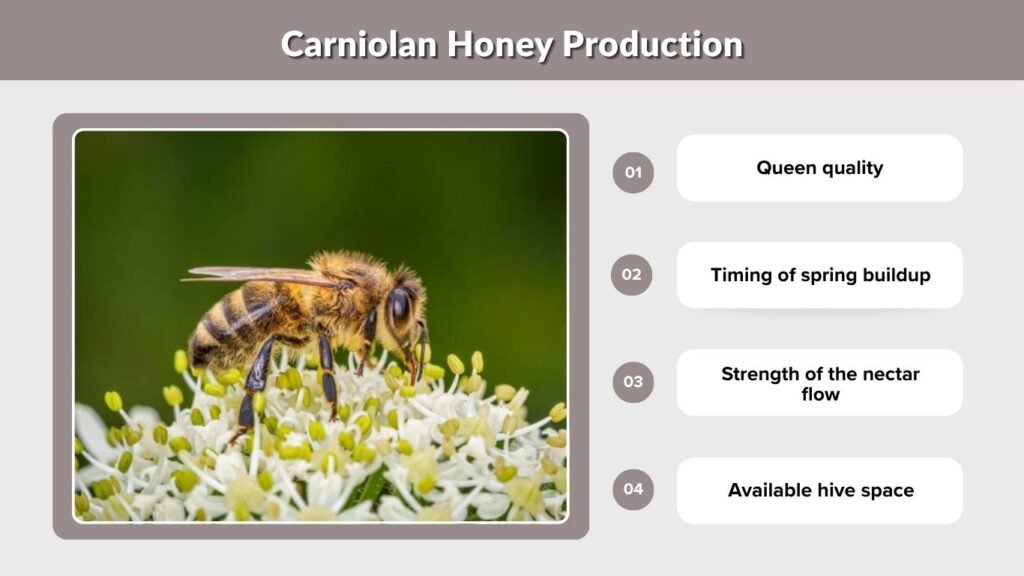 Carniolan Honey Production