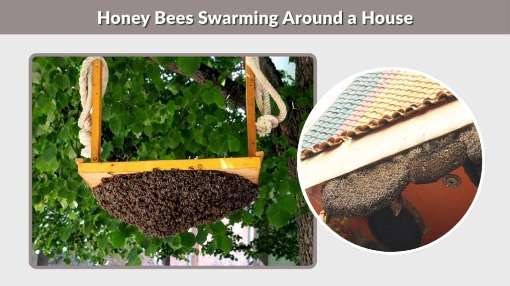 Honey Bees Swarming Around a House