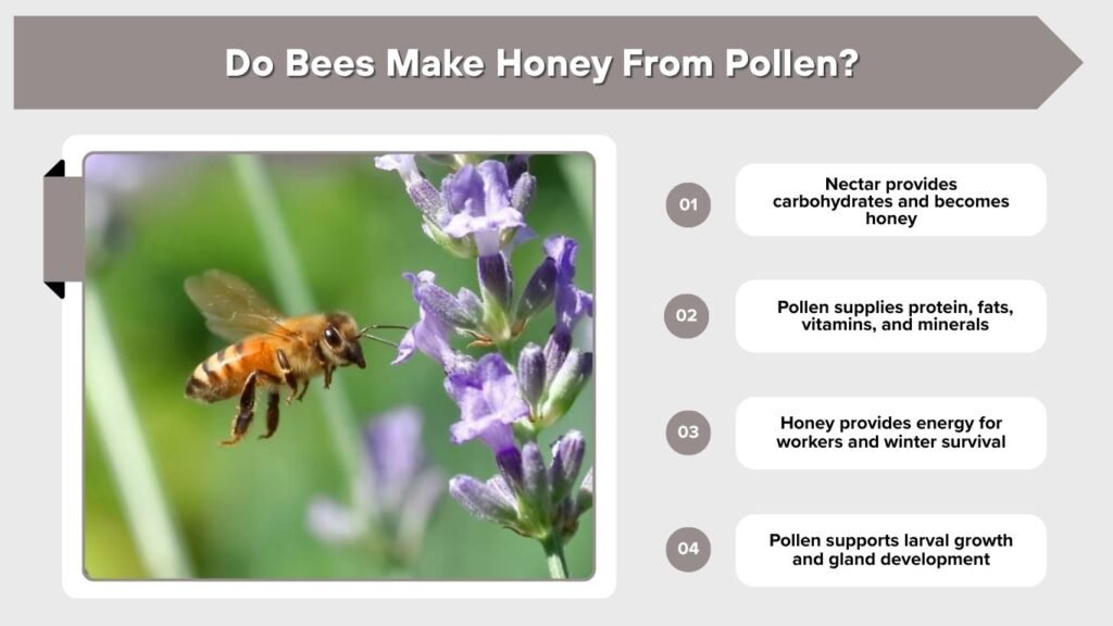 Do Bees Make Honey From Pollen?