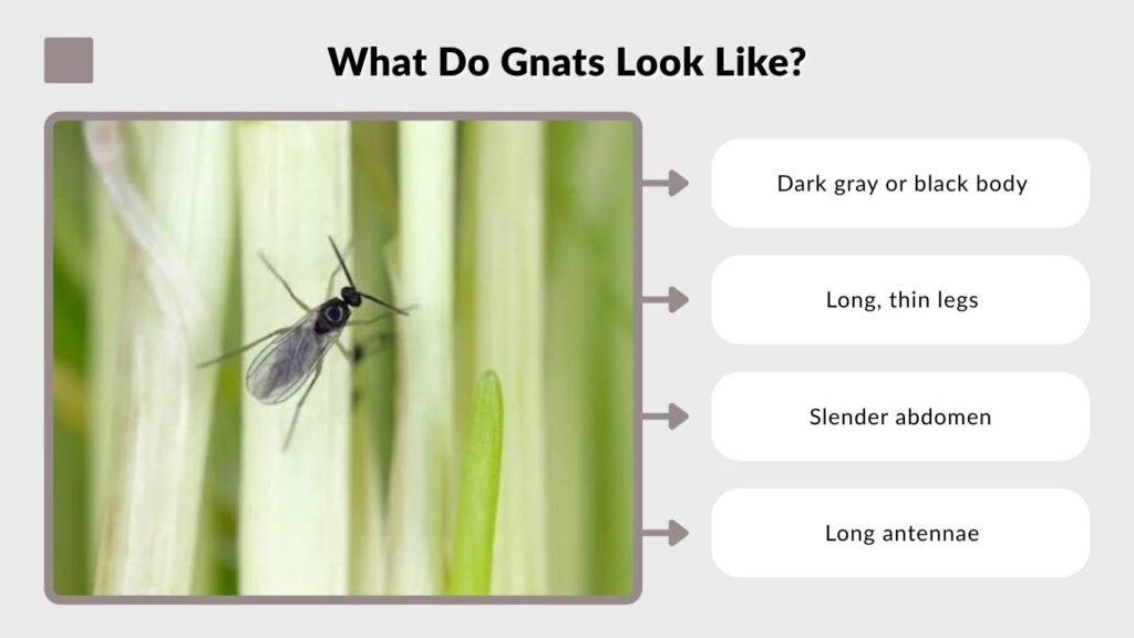 What Do Gnats Look Like?