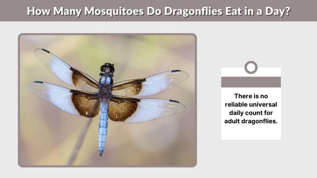 How Many Mosquitoes Do Dragonflies Eat in a Day?