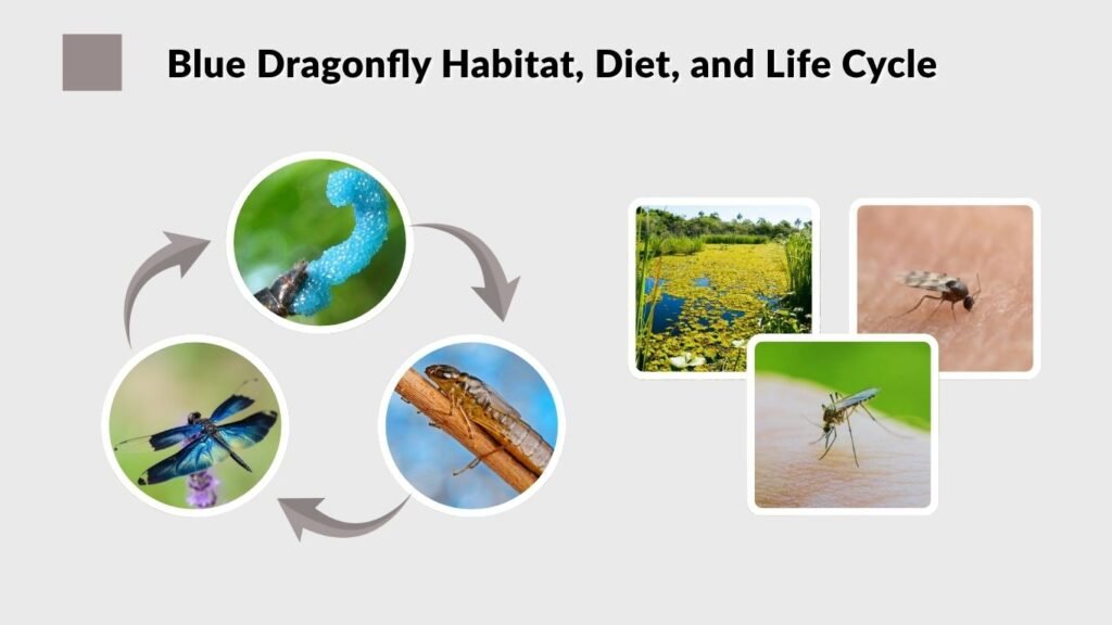 Blue Dragonfly Habitat, Diet, and Life Cycle
