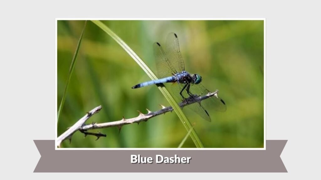 Blue Dasher