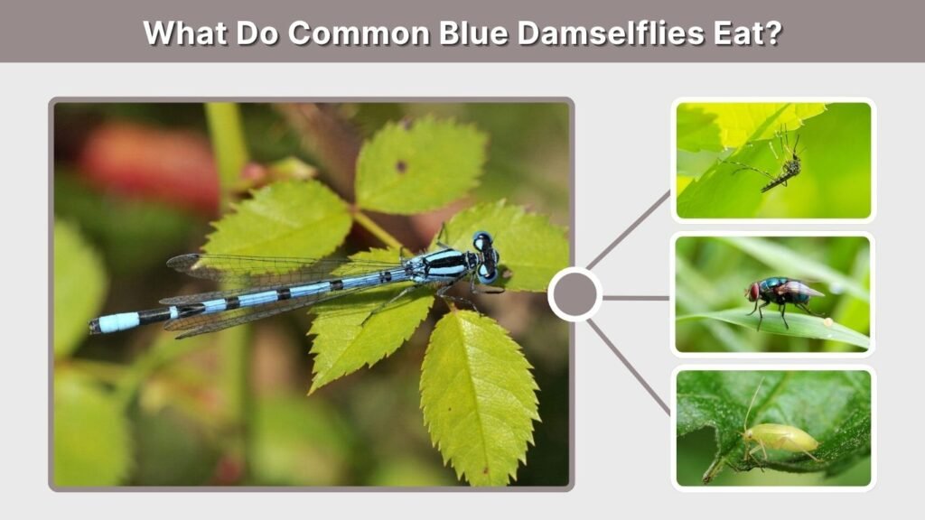 What Do Common Blue Damselflies Eat?