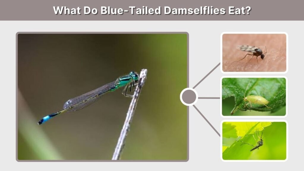 What Do Blue-Tailed Damselflies Eat?