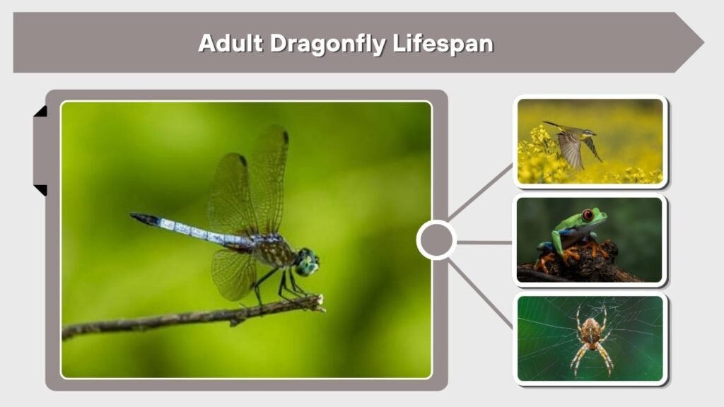 Adult Dragonfly Lifespan