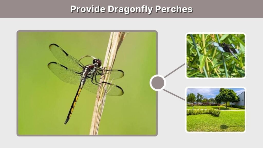 Provide Dragonfly Perches