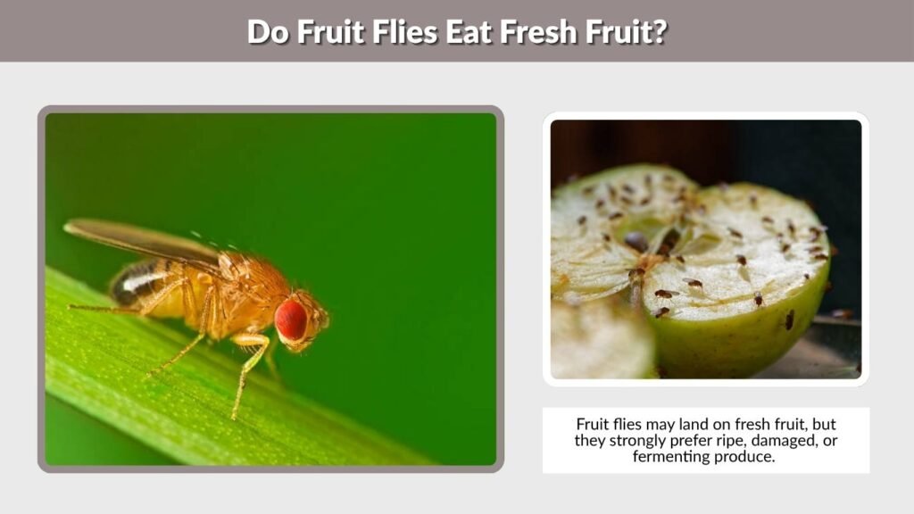 Do Fruit Flies Eat Fresh Fruit?