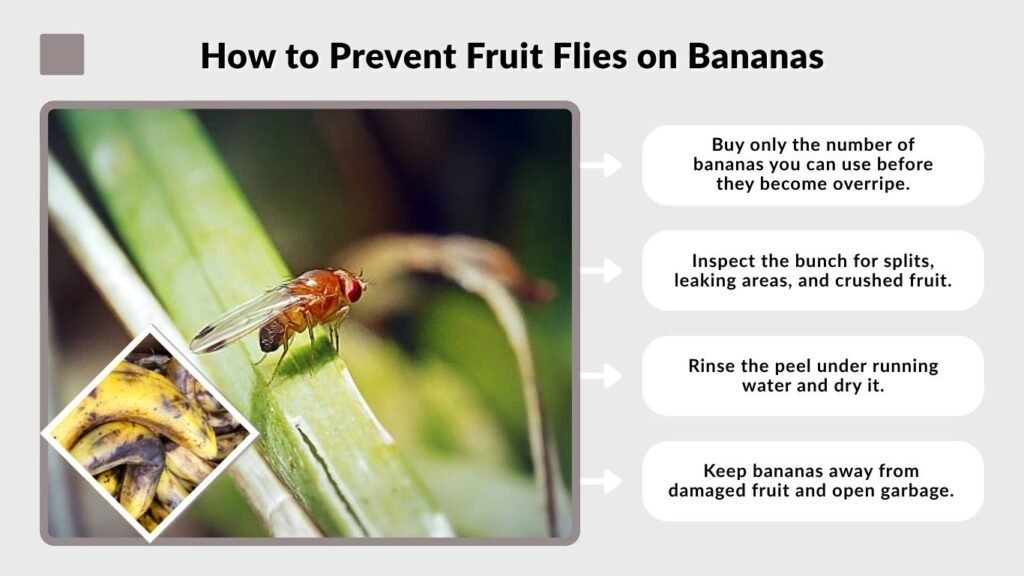 How to Prevent Fruit Flies on Bananas