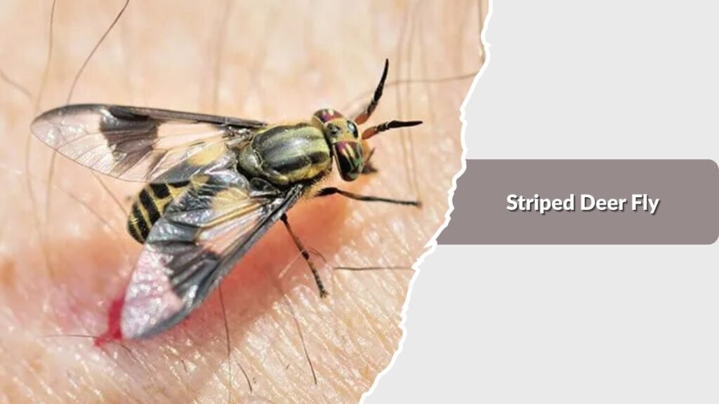 Striped Deer Fly