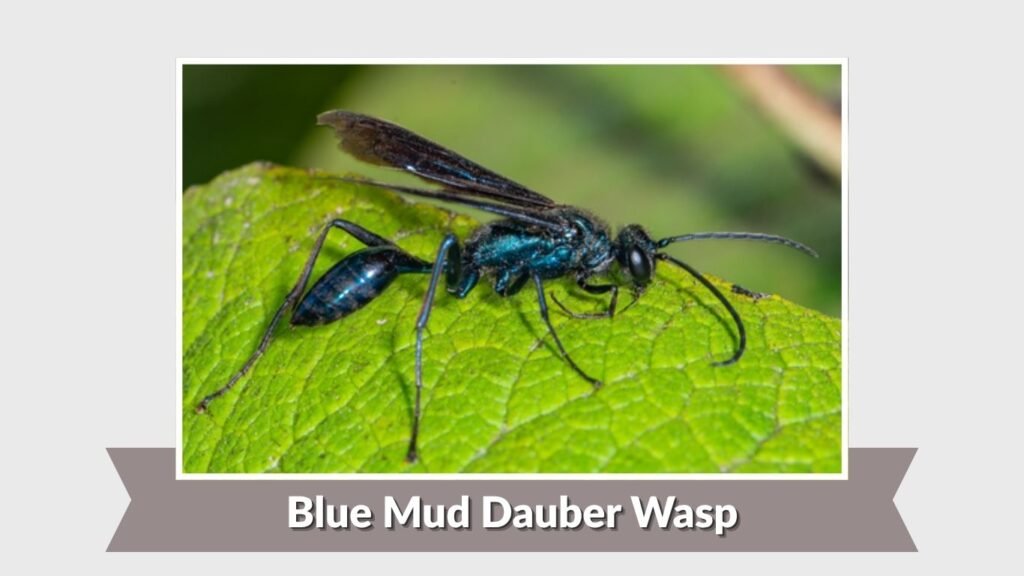 Blue Mud Dauber Wasp