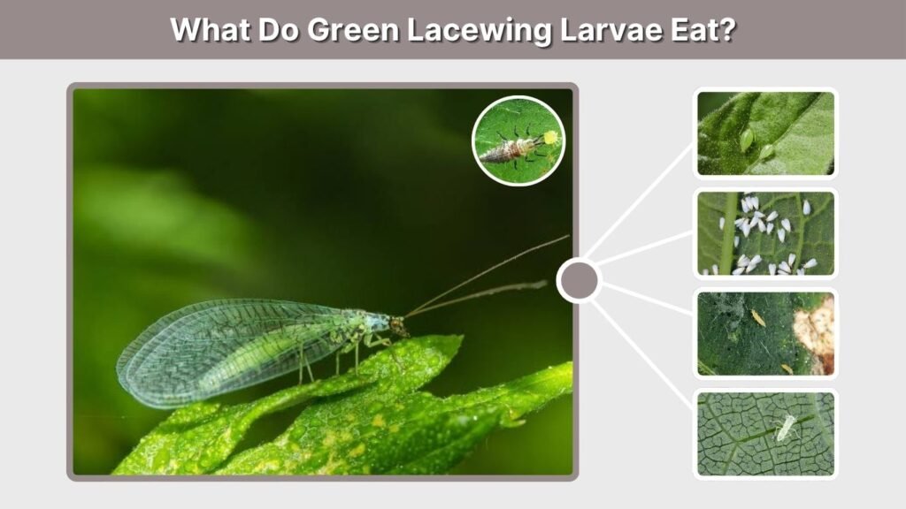 What Do Green Lacewing Larvae Eat?