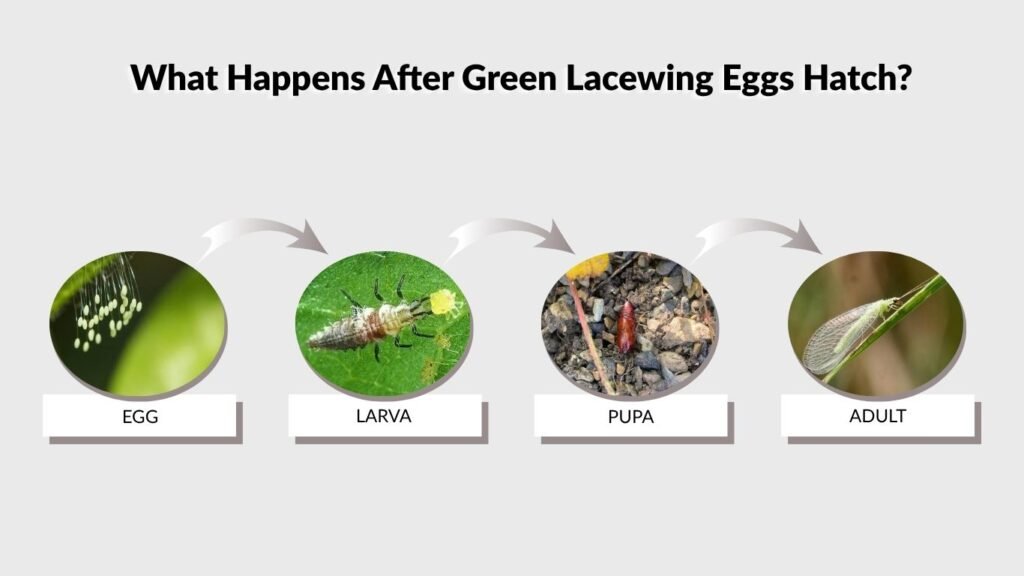 What Happens After Green Lacewing Eggs Hatch?