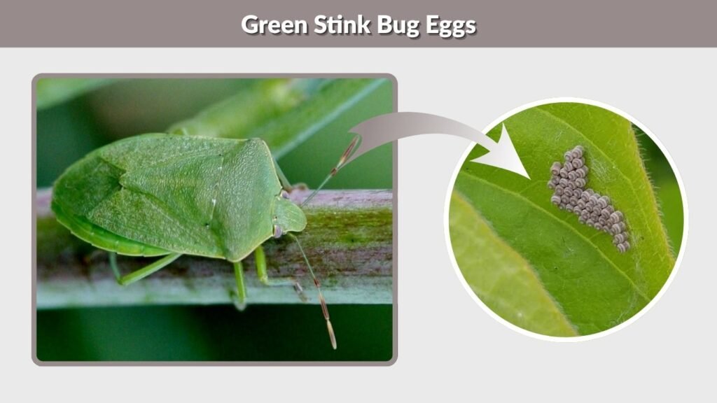 Green Stink Bug Eggs