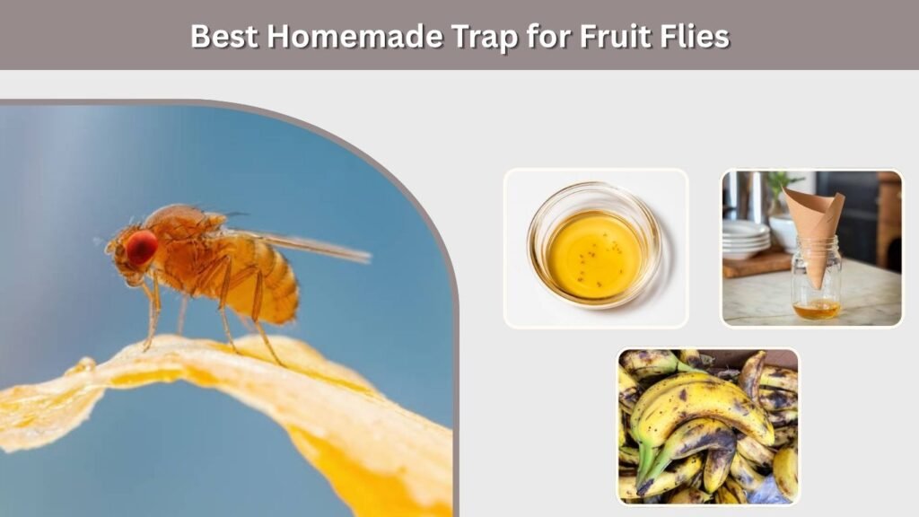 Best Homemade Trap for Fruit Flies