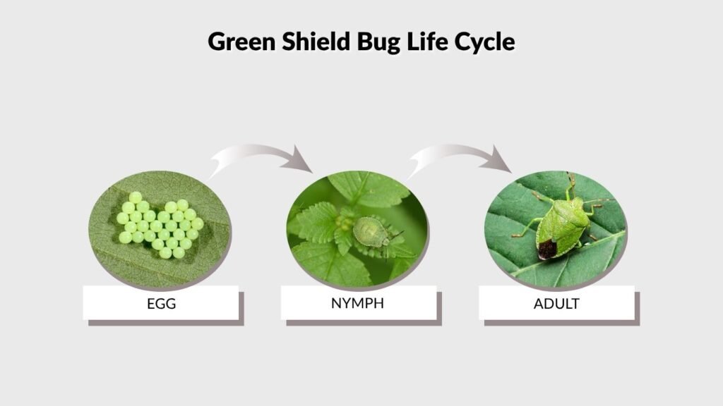 Green Shield Bug Life Cycle