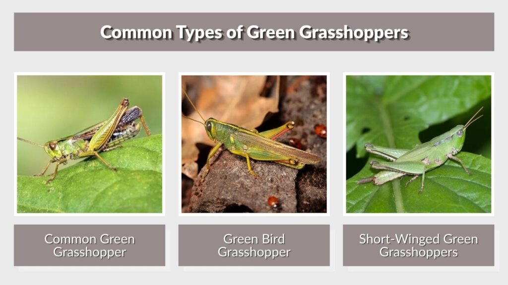 Common Types of Green Grasshoppers
