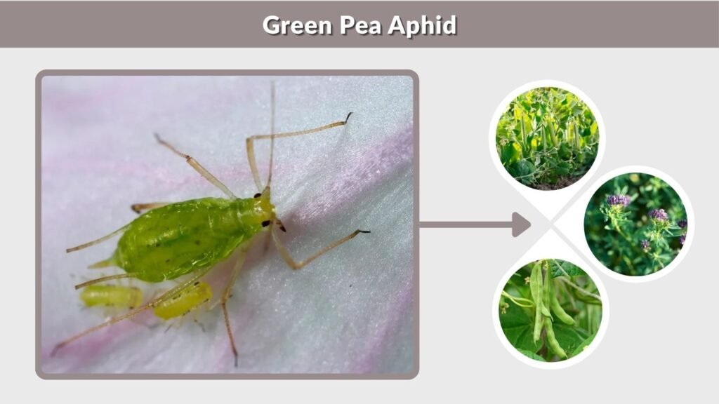 Green Pea Aphid