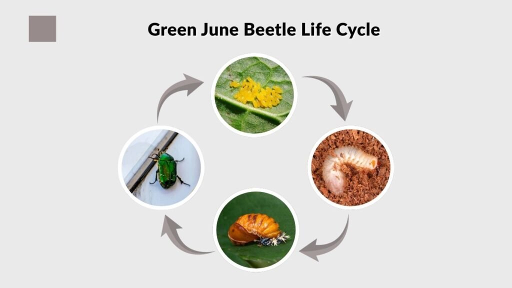 Green June Beetle Life Cycle