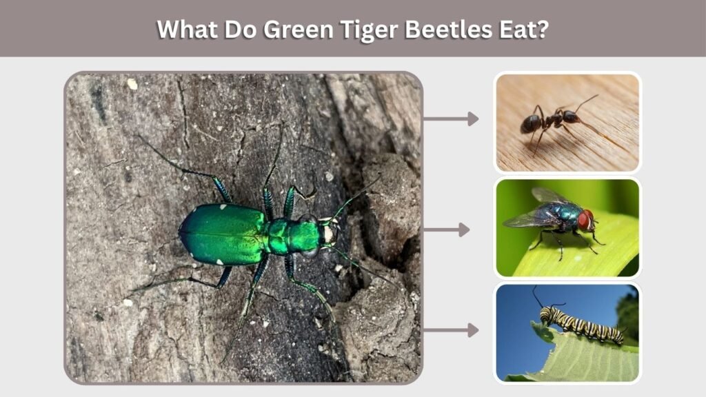 What Do Green Tiger Beetles Eat?