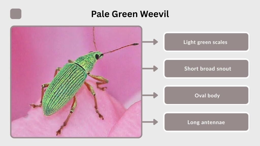 Pale Green Weevil
