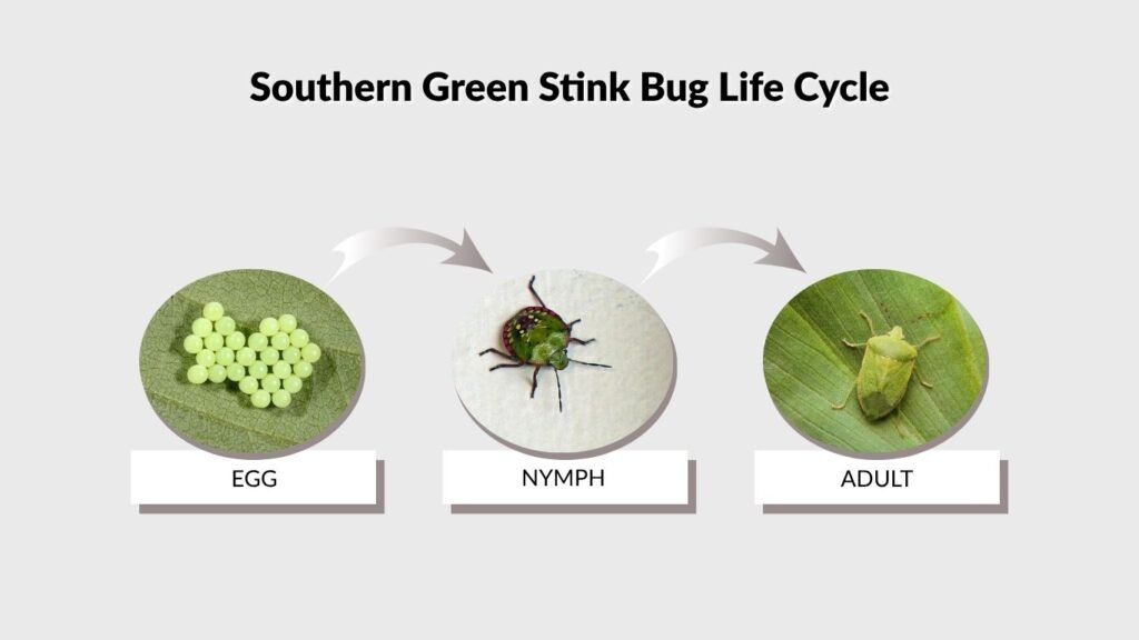 Southern Green Stink Bug Life Cycle