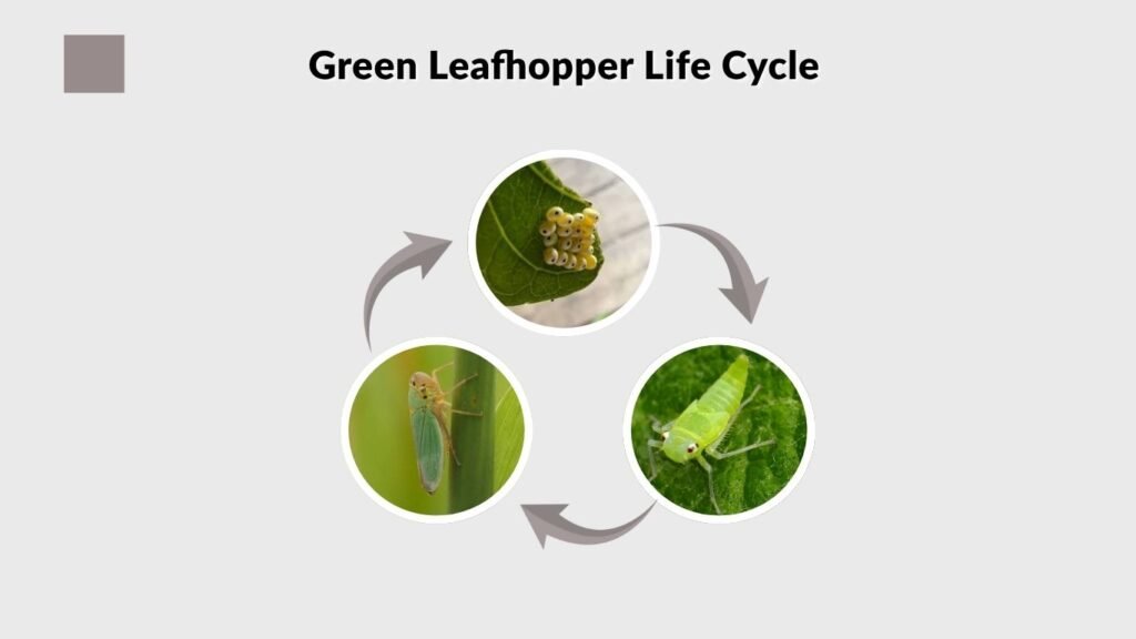 Green Leafhopper Life Cycle