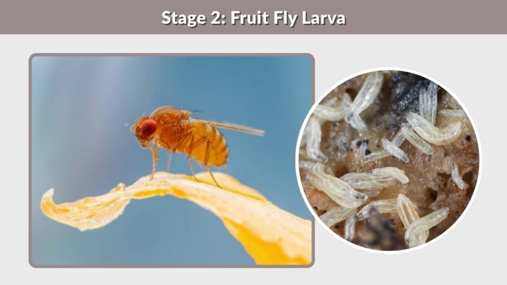 Stage 2: Fruit Fly Larva
