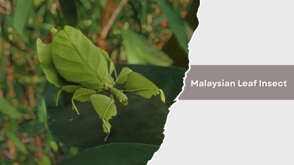Malaysian Leaf Insect