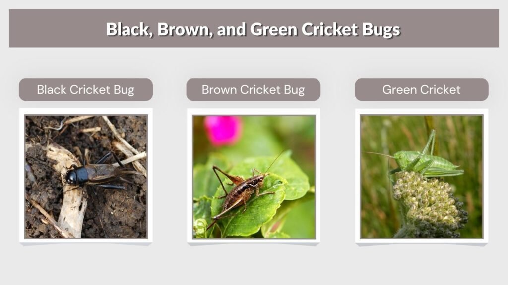 Black, Brown, and Green Cricket Bugs
