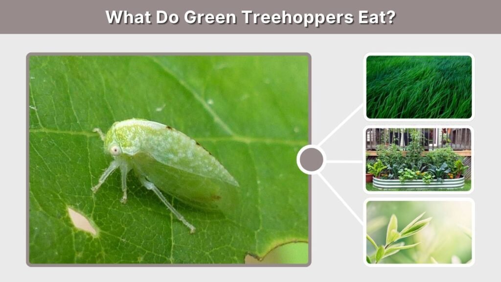 What Do Green Treehoppers Eat?