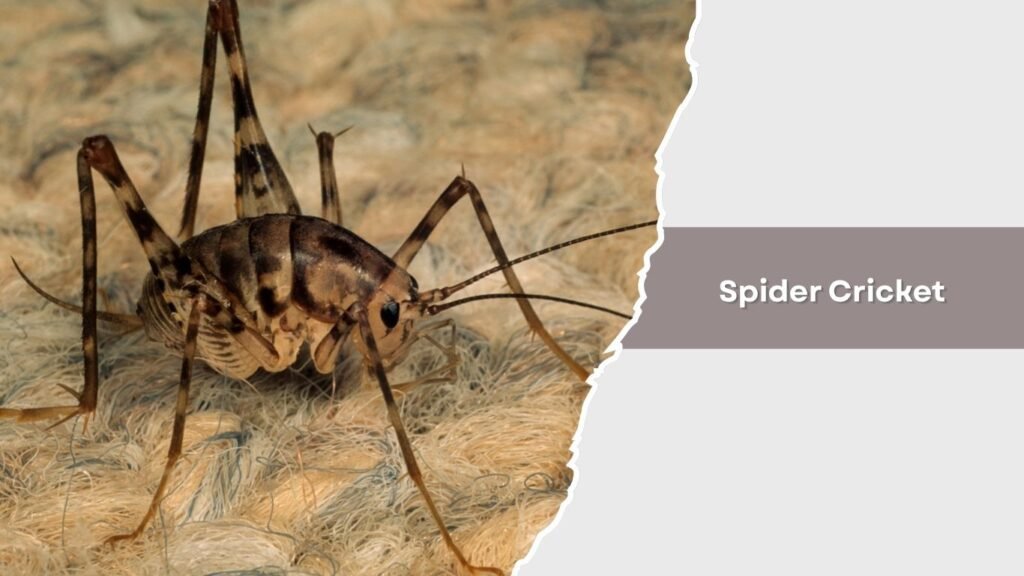 Spider Cricket
