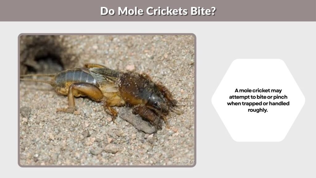 Do Mole Crickets Bite?
