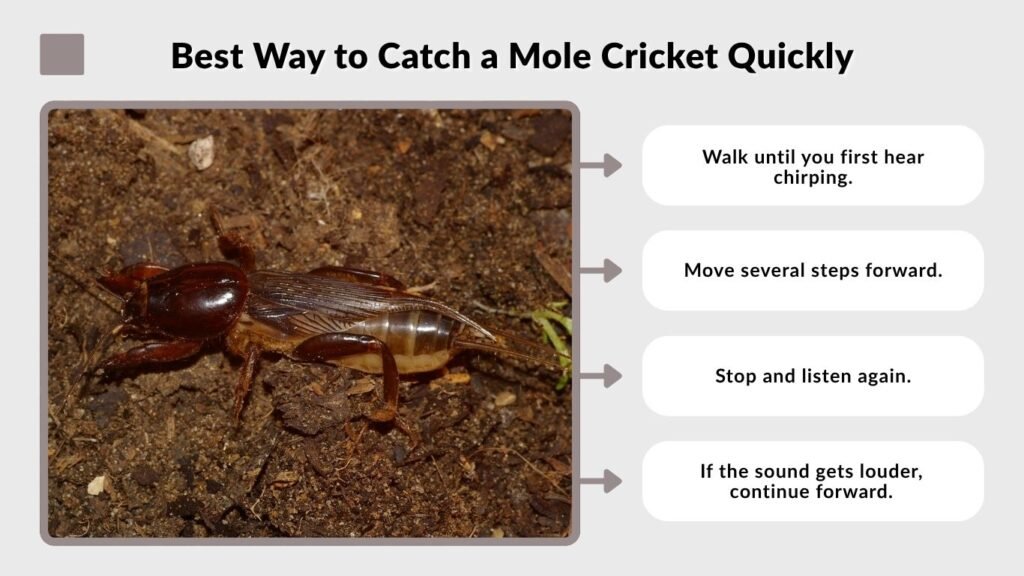 Best Way to Catch a Mole Cricket Quickly