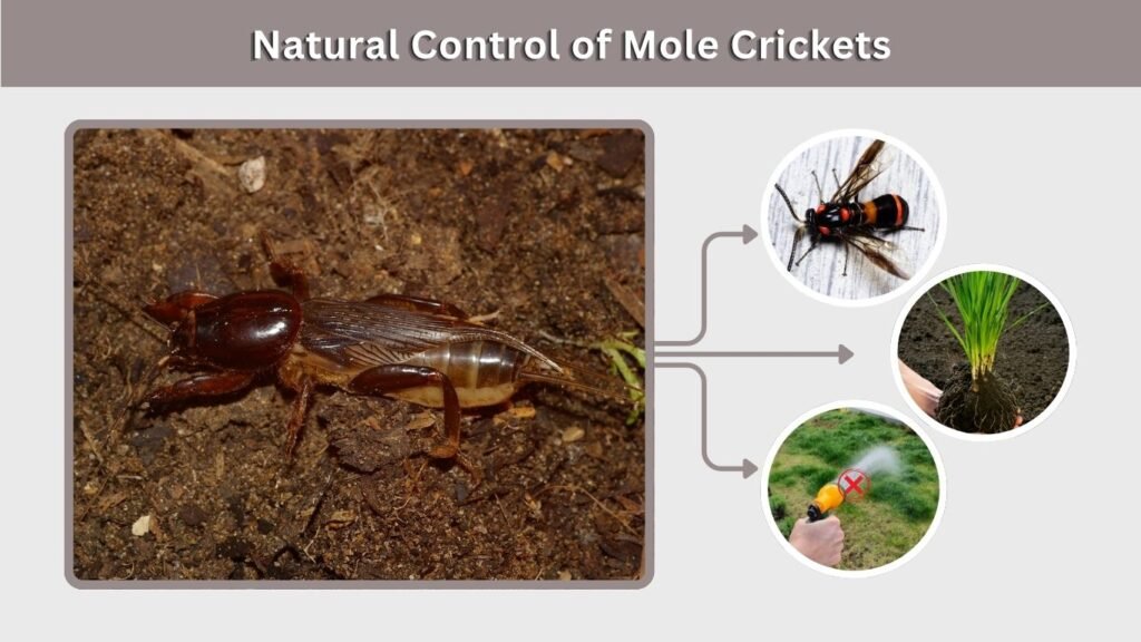Natural Control of Mole Crickets