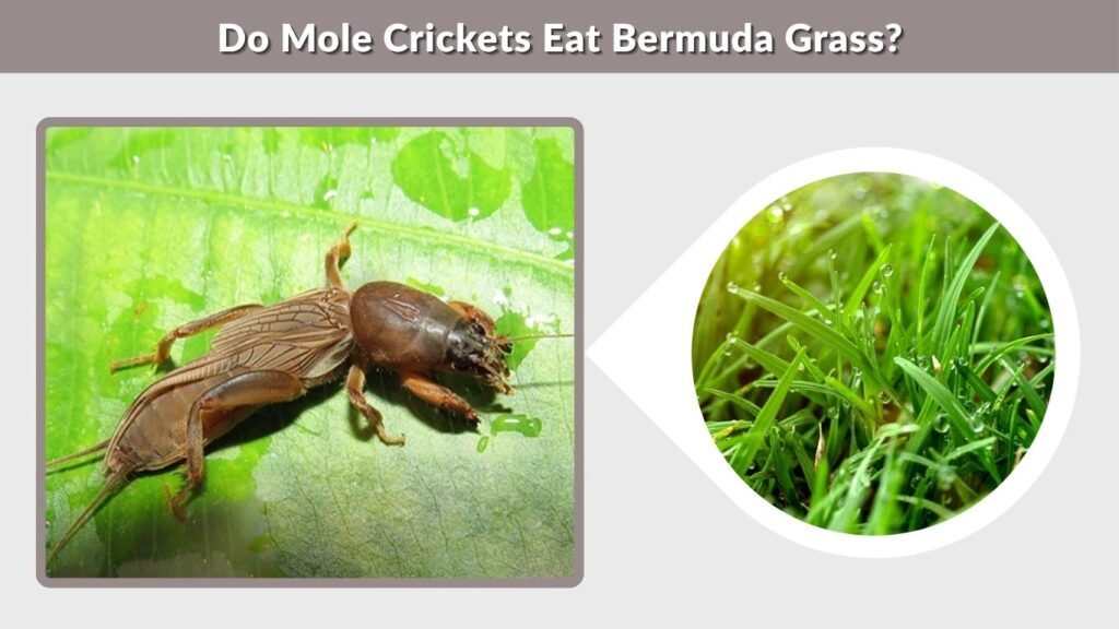 Do Mole Crickets Eat Bermuda Grass?