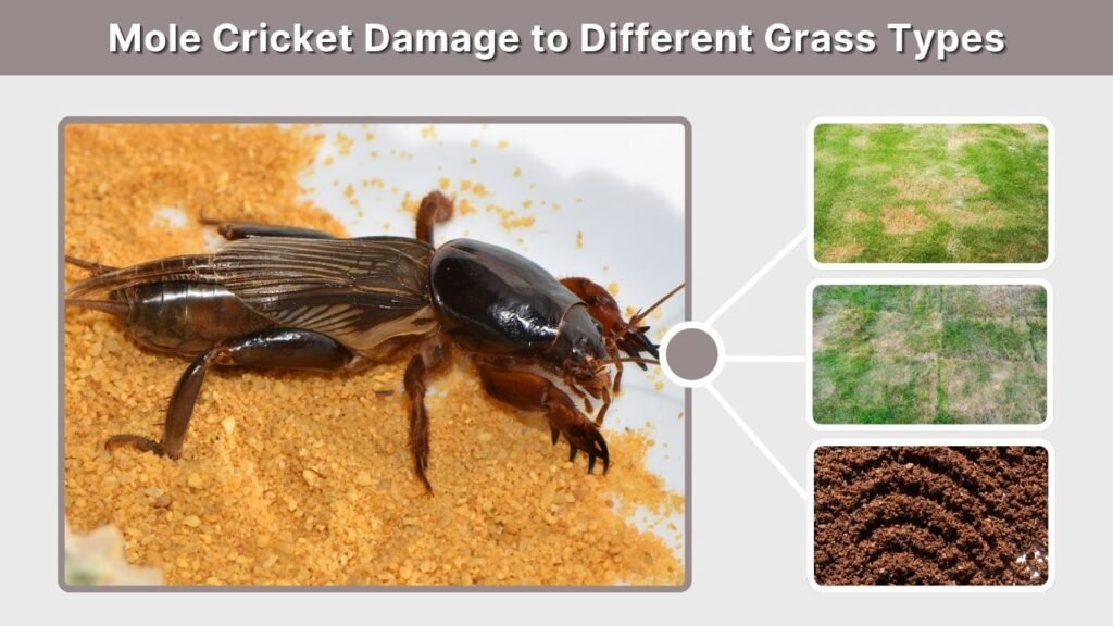 Mole Cricket Damage to Different Grass Types