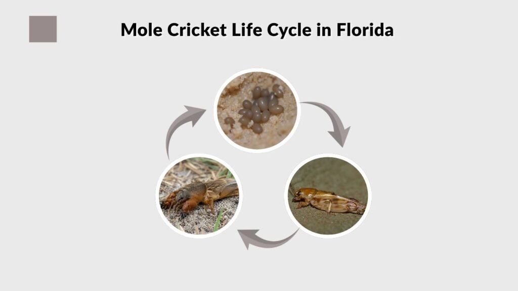 Mole Cricket Life Cycle in Florida