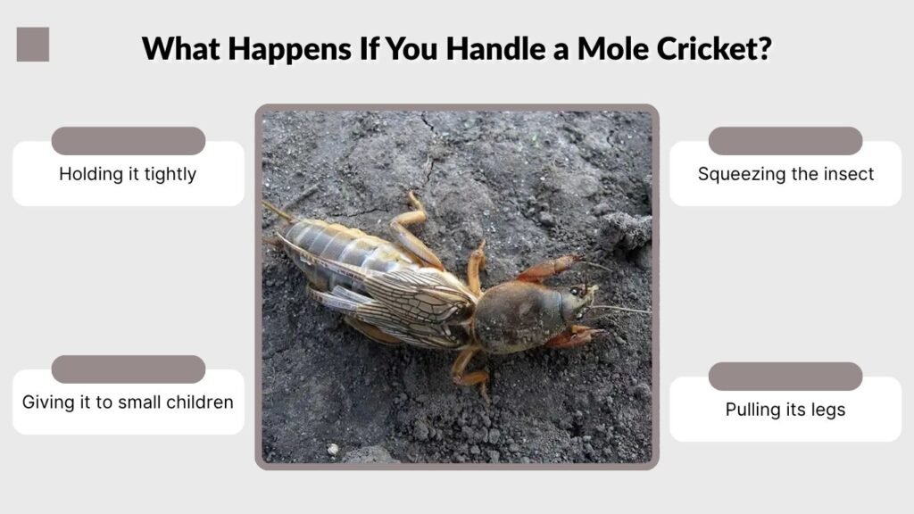 What Happens If You Handle a Mole Cricket?