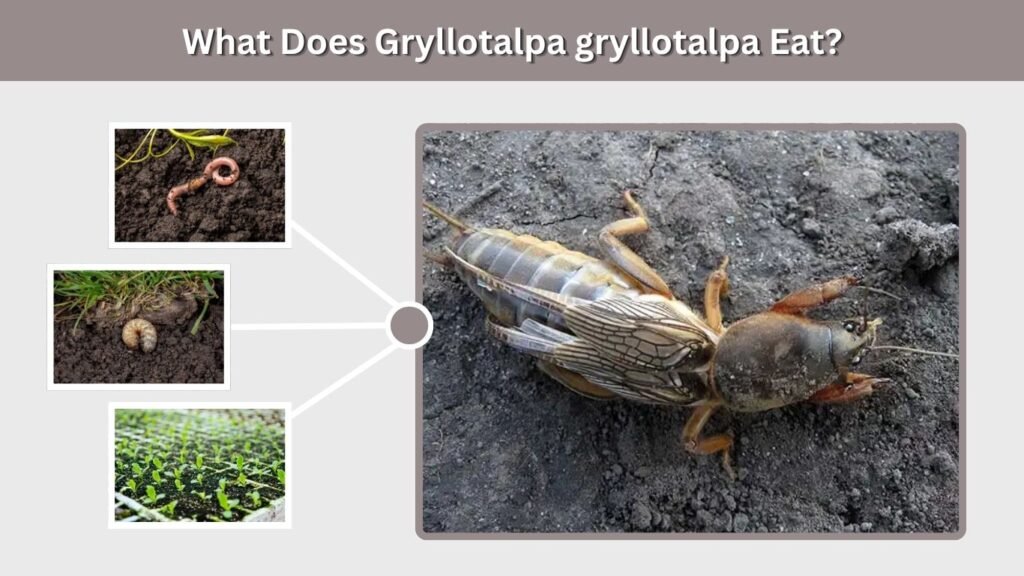 What Does Gryllotalpa gryllotalpa Eat?
