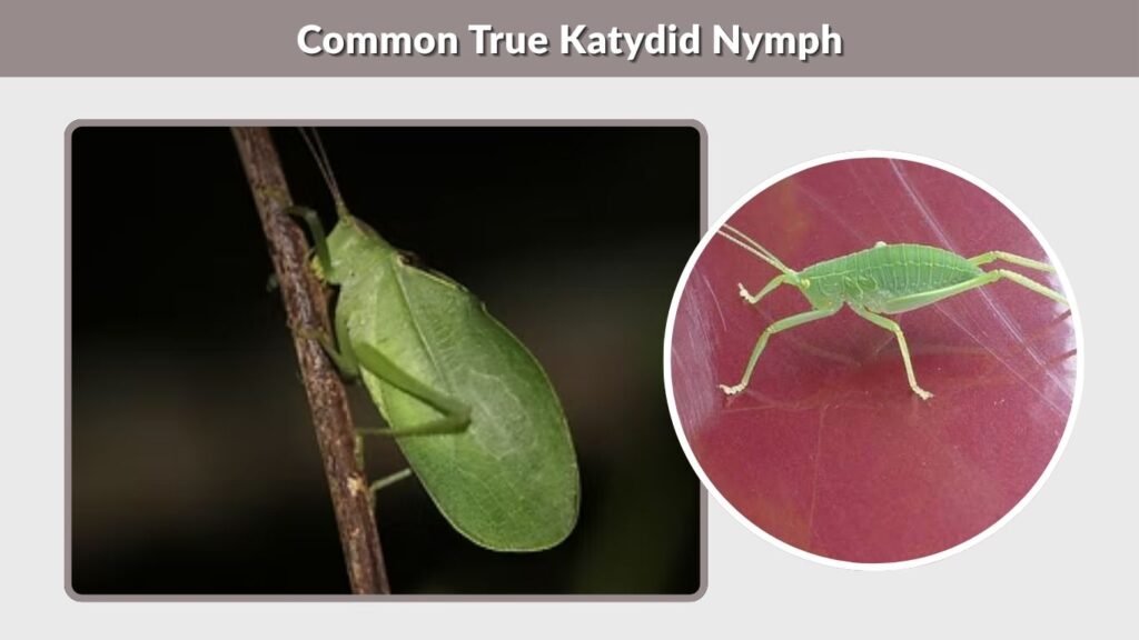 Common True Katydid Nymph