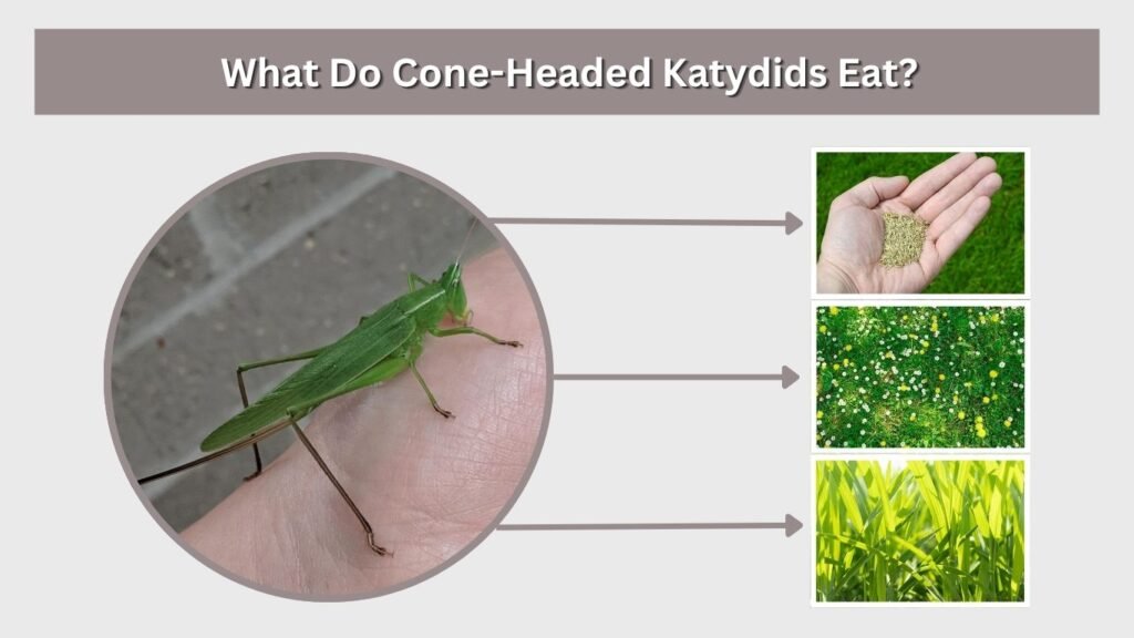 What Do Cone-Headed Katydids Eat?