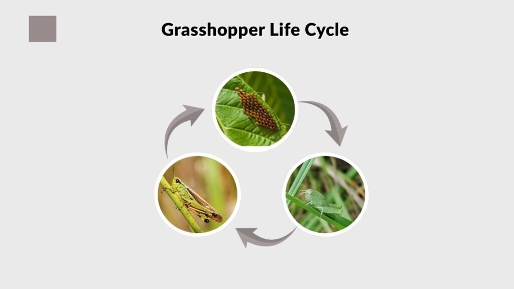 Grasshopper Life Cycle