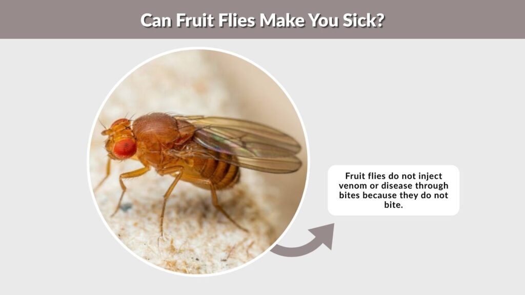 Can Fruit Flies Make You Sick?