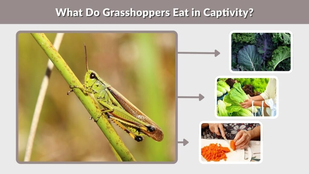 What Do Grasshoppers Eat in Captivity?