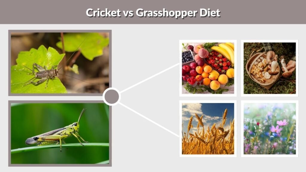 Cricket vs Grasshopper Diet