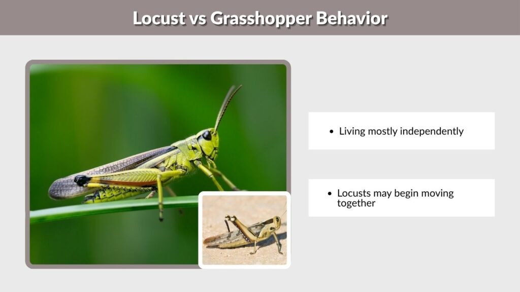 Locust vs Grasshopper Behavior