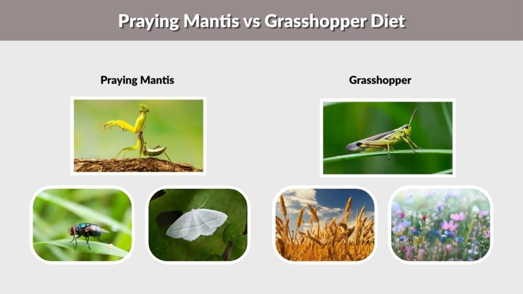 Praying Mantis vs Grasshopper Diet